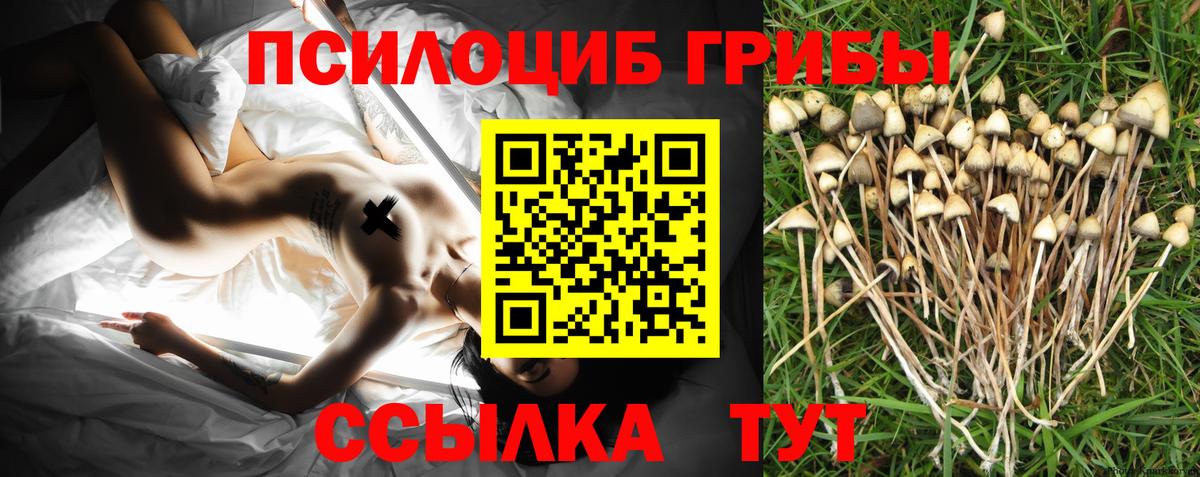 Пенза  Галлюциногенные грибы Cubensis  Вход с VPN 